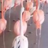 Эвакуацию фламинго из-за урагана "Ирма" сняли на видео