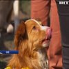 "Кубок Барбоса 2017": безпородні собаки змагалися за нових господарів
