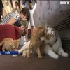 У Японії запустили потяг з котами
