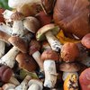 Сезон грибов 2017: в Киеве отравились шесть человек 