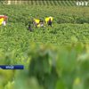 Винороби Франції втратили до 80% врожаю