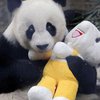 В Китае умерла самая старая в мире панда (фото) 