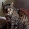 В Британии умер самый старый кот планеты