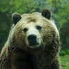 В США прошел "дождь" из медведей (видео) 