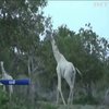 У Кенії вперше зафільмували рідкісних білих жирафів (відео)