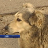 Волонтери Києва рахують безпритульних собак (відео)