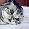 Самый печальный в мире кот покорил Instagram (фото)