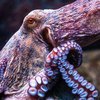 В Австралии ученые обнаружили необычный "город осьминогов"
