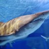 Ученые определили сколько на самом деле живут акулы