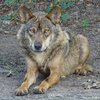 Волки обогнали собак в сообразительности - ученые