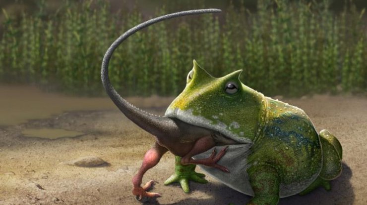 Beelzebufo ampinga охотилась на детенышей динозавров. Фото animals.howstuffworks.com