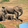 В Африке девять слонов погибли от удара электрическим током