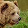 В России медведь загрыз 6-летнего мальчика 