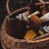 В лесах Прикарпатья за выходные потерялись пятеро грибников