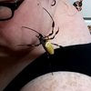 Жуткое видео: гигантский паук прополз по лицу женщины