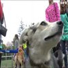 У Сумах волонтери влаштували фестиваль для бездомних тварин