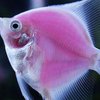 Ученые сделали неожиданное заявление об аквариумных рыбках