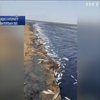 У Запоріжжі зафіксовано масову загибель риби (відео)