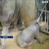 У Сингапурі показали дитинча білого носорога