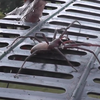 Ужасное видео: паук-гигант напугал фермера