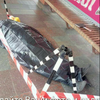 Жуткое фото: на станции метро "Дарница" обнаружен труп 