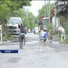У Таїланді вуличні пси охоронятимуть спокій громадян