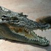 Шокирующее видео: гигантский крокодил забрел в автосервис