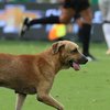 ЧМ-2018: собака сорвала матч Колумбия - Бразилия (видео) 