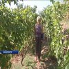 На Закарпатті жінка зібрала рекордну колекцію винограду