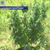 Под Днепром полиция накрыла плантации марихуаны (видео)