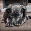 Радость и боль: собака встречает смертельно больного хозяина (видео) 