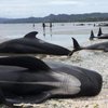 Ученые нашли причину самоубийства китов