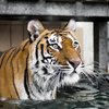 В США полицейские застрелили цирковую тигрицу 