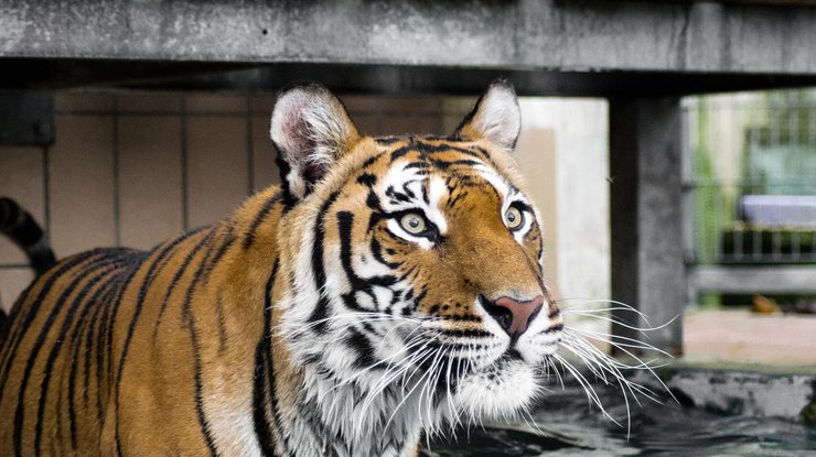 В США полицейские застрелили цирковую тигрицу 