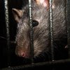 Во Франции крысы растерзали парализованную девочку 