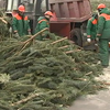 У Києві новорічні ялинки почали приймати на утилізацію