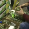 В Португалии нашли ананасы со вкусом кокаина