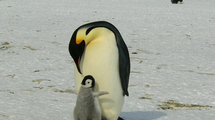 Как помочь пингвинам, не выходя из дома