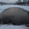 На озере Позняки в Киеве начался массовый мор рыбы (фото)