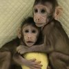 В Китае впервые клонировали обезьян (видео)