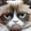 "Сердитый кот" отсудил у кофейной компании $710 тысяч  