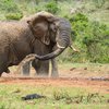 В Африке разъяренный слон напал на туристов (видео) 