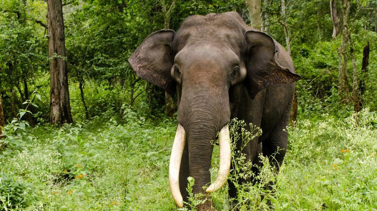 Дикие азиатские слоны являются охраняемым видом в Китае