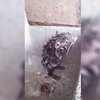 Натрите мне спинку: крыса приняла душ на камеру (видео) 