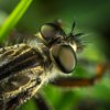 Ученые раскрыли секрет успеха насекомых