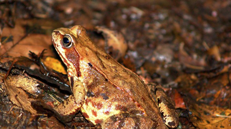 Травяная лягушка. Фото Wikimedia Commons