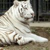 Тигр загрыз сотрудника зоопарка