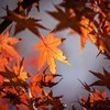 Погода на 10 октября: синоптики обещают солнечный день