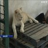 Мексиканець лякає сусідів трьома домашніми левами (відео)