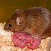 В Китае научились выращивать мышей от двух отцов без матери